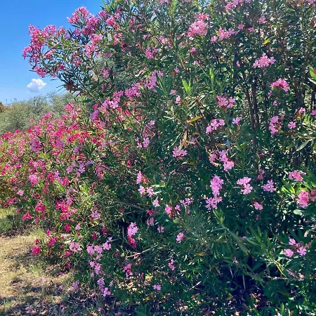 Xenius Zeus Apartments In Kriopigi Apartman Kriopijí